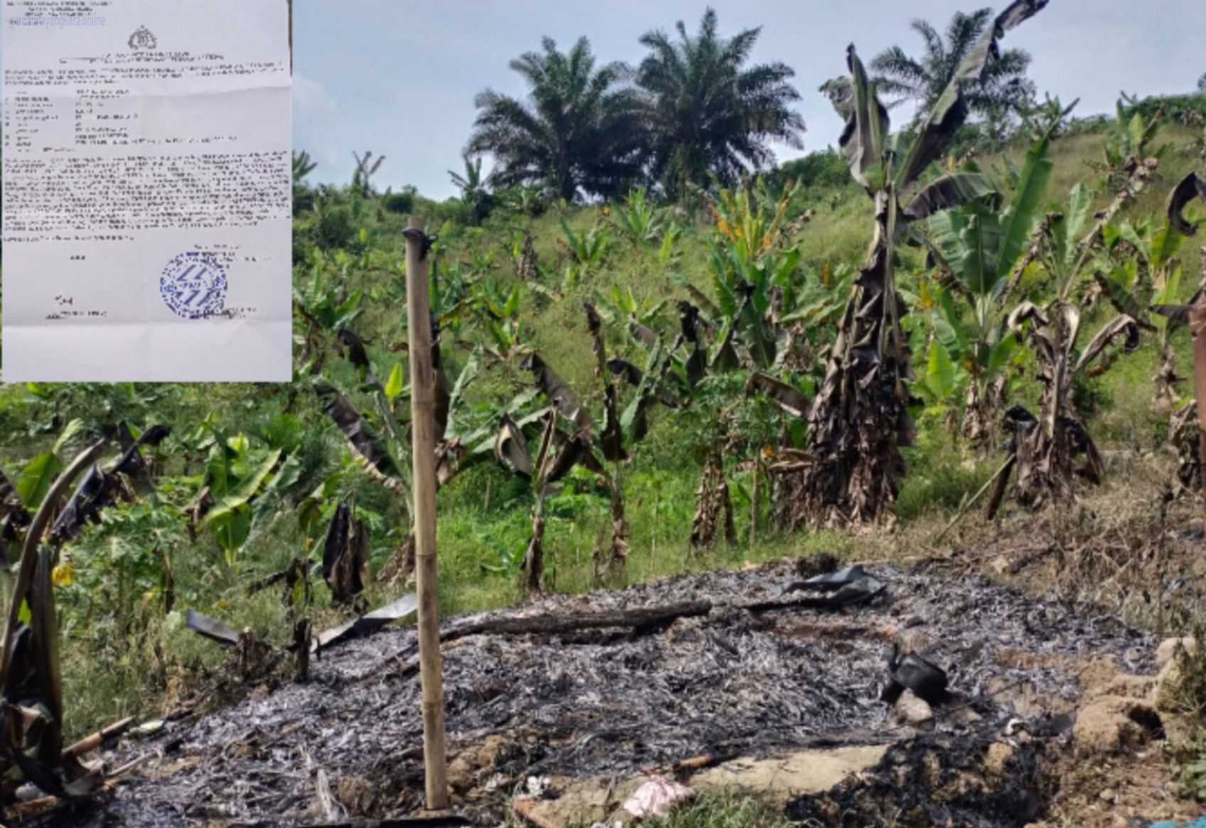 Ngeri! Lahan Dikuasai, Tanaman Dirusak, Pemilik Lapor Polisi